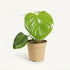 Philodendron Pittieri – Ø12 cm – H30 cm - Verdeia