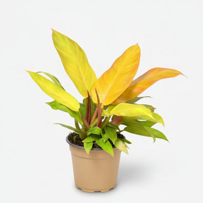 Philodendron &