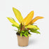 Philodendron &