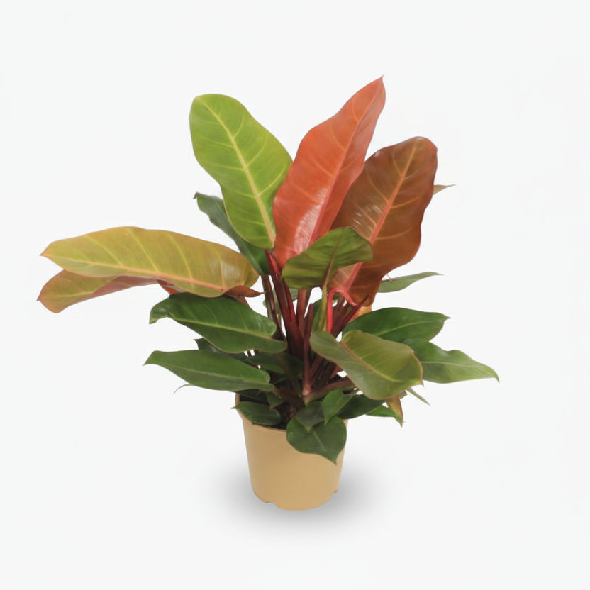 Philodendron ‘Prince of Orange’ – Philodendron orangé - Verdeia