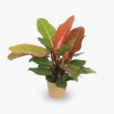 Philodendron ‘Prince of Orange’ – Philodendron orangé - Verdeia