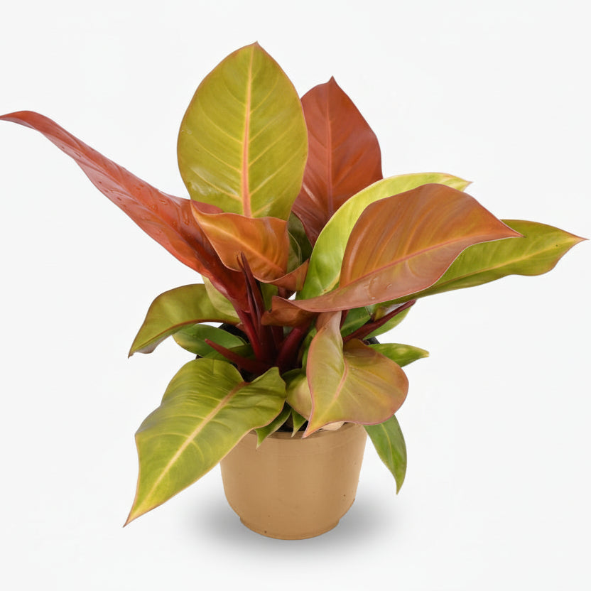 Philodendron ‘Prince of Orange’ – Philodendron orangé - Verdeia