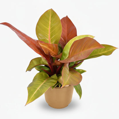 Philodendron ‘Prince of Orange’ – Philodendron orangé - Verdeia