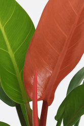Philodendron ‘Prince of Orange’ – Philodendron orangé - Verdeia