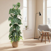 Philodendron Scandens ‘Brasil’ – Liane cœur tropical - Verdeia