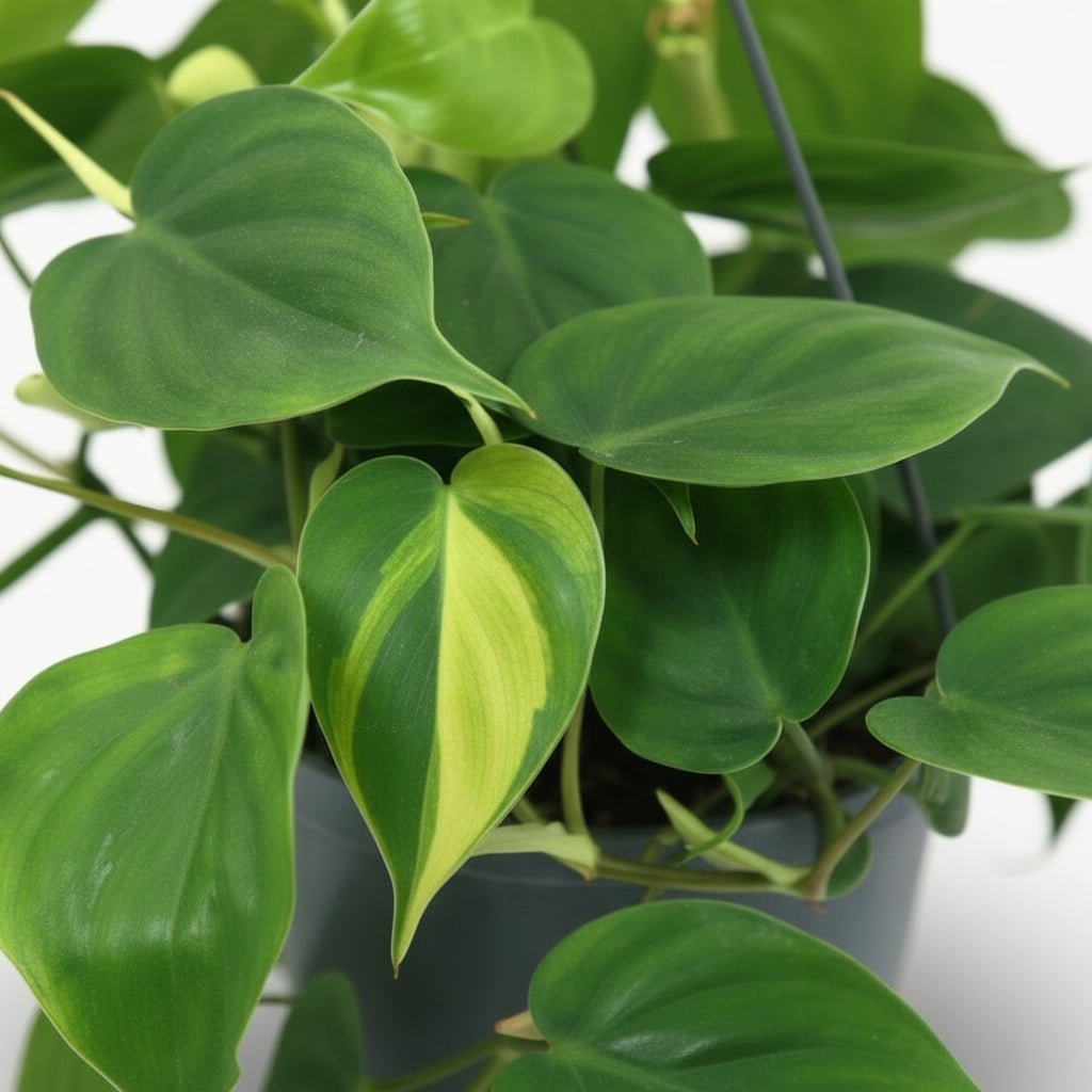 Philodendron Scandens ‘Brasil’ – Liane cœur tropical - Verdeia