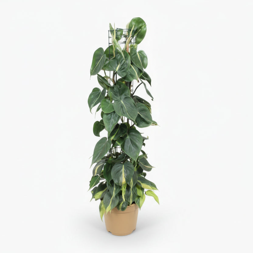 Philodendron Scandens ‘Brasil’ – Liane cœur tropical - Verdeia