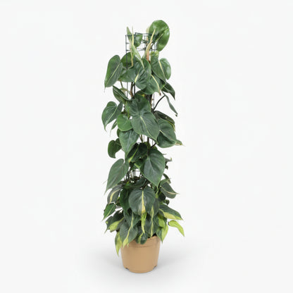 Philodendron Scandens ‘Brasil’ – Liane cœur tropical - Verdeia