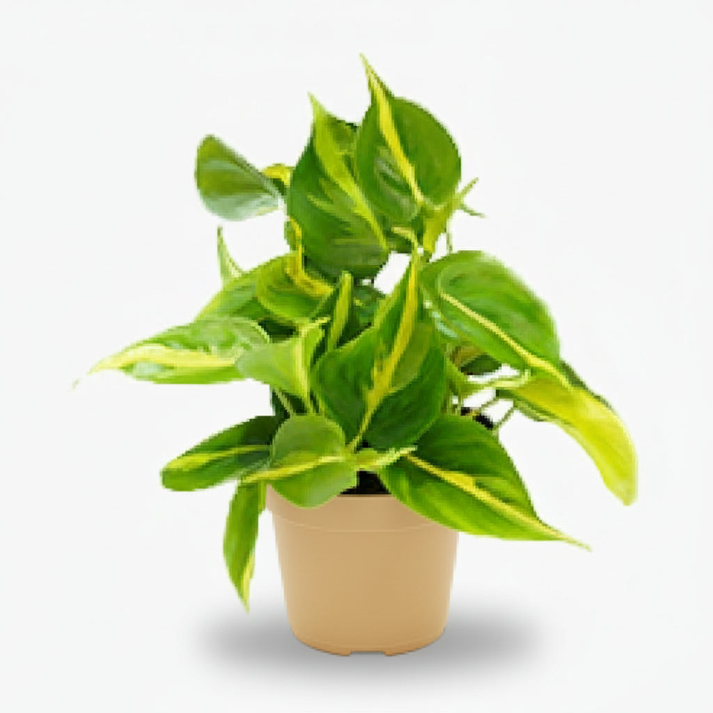 Philodendron Scandens ‘Brasil’ – Liane cœur tropical - Verdeia