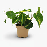 Philodendron Scandens ‘Brasil’ – Liane cœur tropical - Verdeia