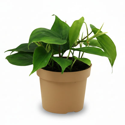 Philodendron scandens – Liane du cœur - Verdeia
