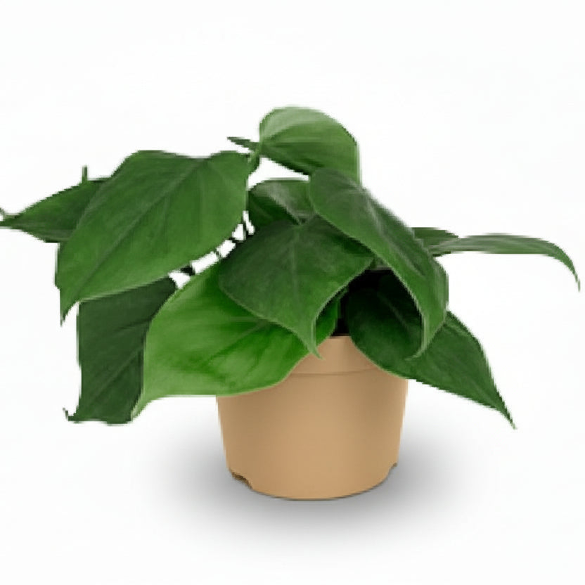 Philodendron scandens – Liane du cœur - Verdeia