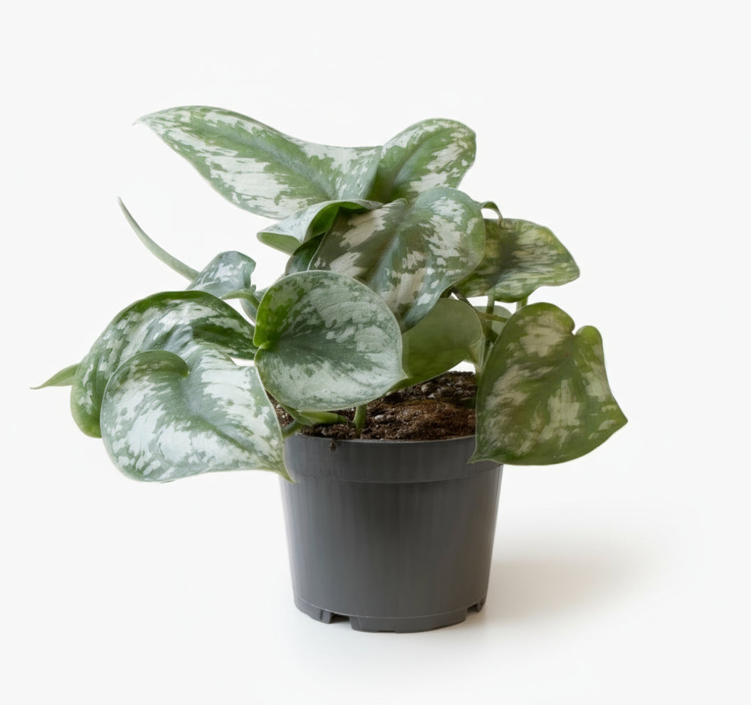 Philodendron Scandens Pictus Trebie – Philodendron argenté grimpant - Verdeia