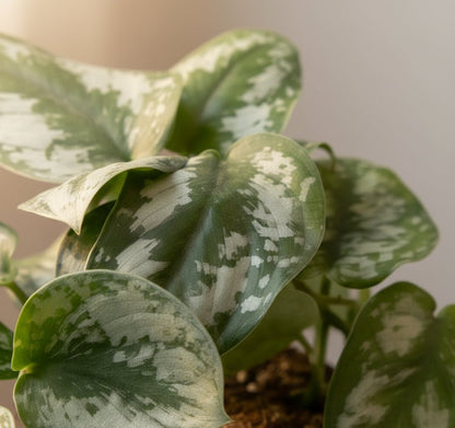 Philodendron Scandens Pictus Trebie – Philodendron argenté grimpant - Verdeia