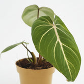 Philodendron Selloum Atom — Ø12 cm — H25 cm - Verdeia