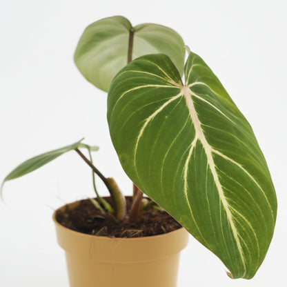 Philodendron Selloum Atom — Ø12 cm — H25 cm - Verdeia