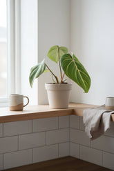 Philodendron Selloum Atom — Ø12 cm — H25 cm - Verdeia