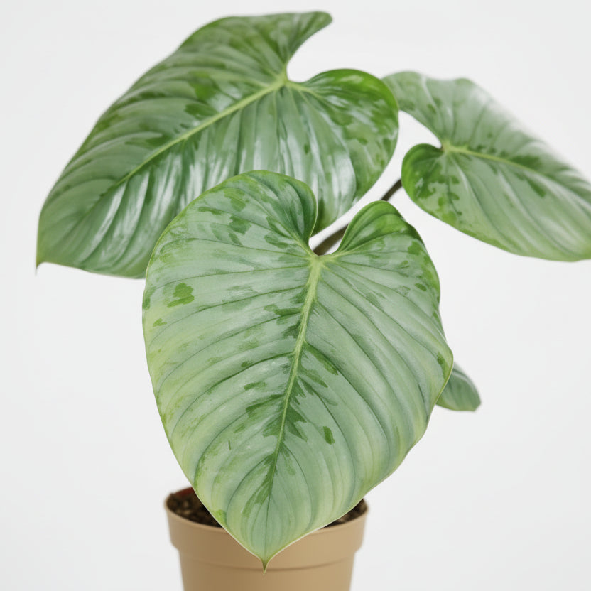 Philodendron Sodiroi — Ø15 cm — H45 cm - Verdeia