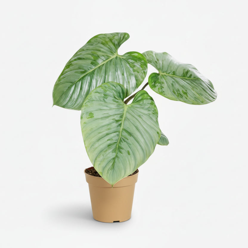 Philodendron Sodiroi — Ø15 cm — H45 cm - Verdeia