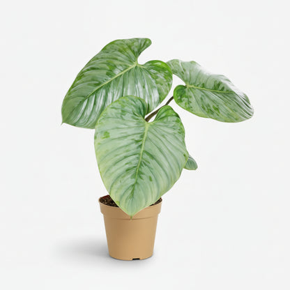 Philodendron Sodiroi — Ø15 cm — H45 cm - Verdeia