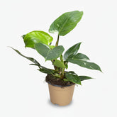 Philodendron White Princess - Verdeia