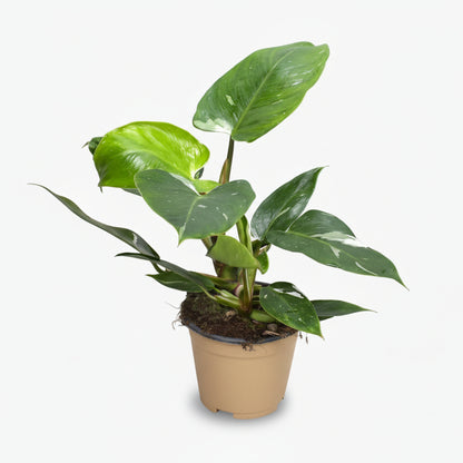 Philodendron White Princess - Verdeia