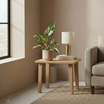 Philodendron White Princess - Verdeia