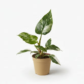 Philodendron White Princess - Verdeia