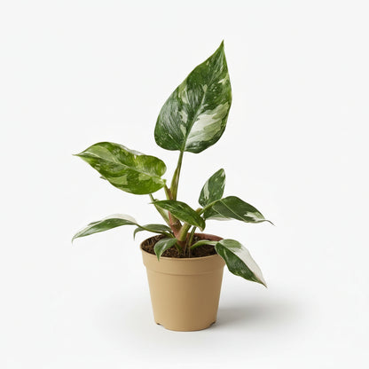 Philodendron White Princess - Verdeia