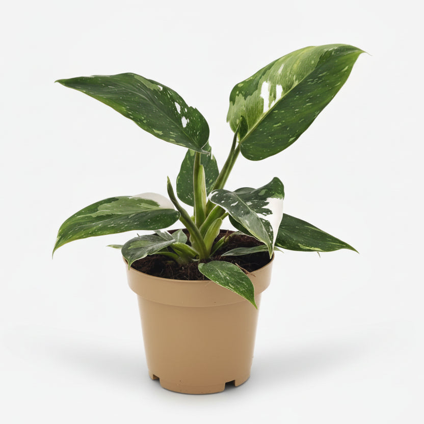 Philodendron White Princess - Verdeia