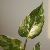 Philodendron White Princess - Verdeia