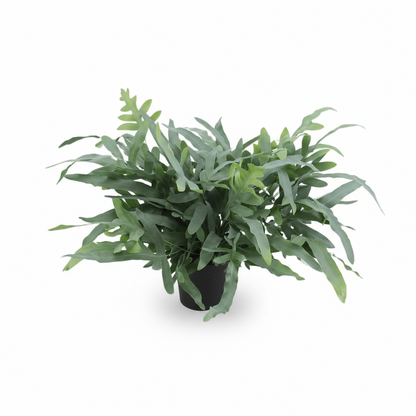 Phlebodium aureum ‘Blue Star’ – Fougère bleue tropicale - Verdeia