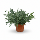 Phlebodium aureum ‘Blue Star’ – Fougère bleue tropicale - Verdeia