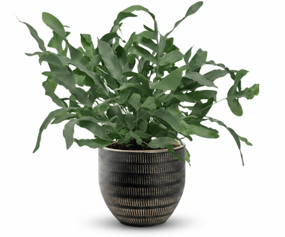 Phlebodium aureum ‘Blue Star’ – Fougère bleue tropicale - Verdeia