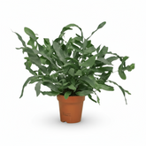 Phlebodium aureum ‘Blue Star’ – Fougère bleue tropicale - Verdeia