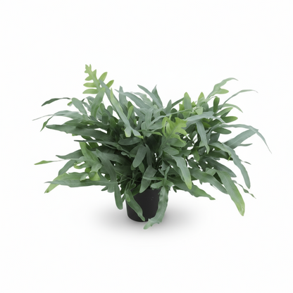 Phlebodium aureum ‘Blue Star’ – Fougère bleue tropicale - Verdeia