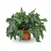 Phlebodium Davana – Fougère bleutée élégante - Verdeia