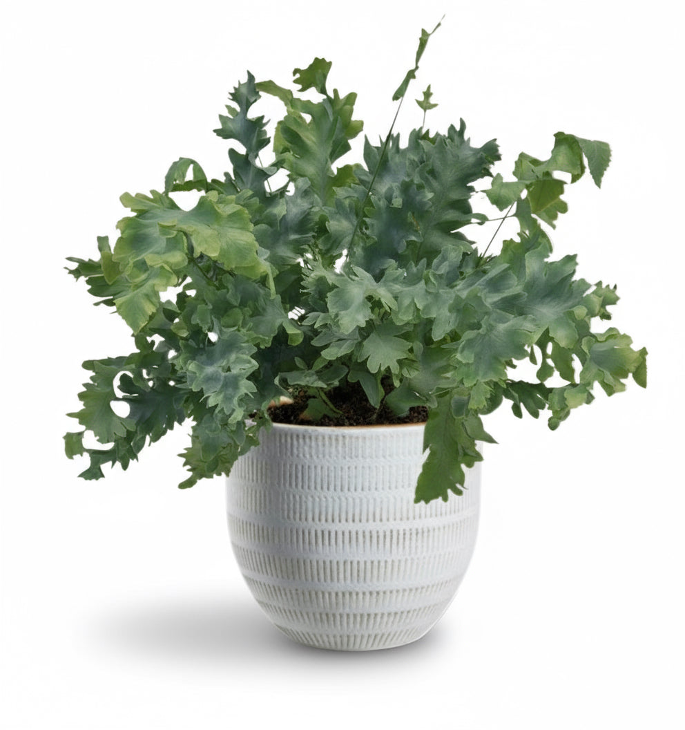 Phlebodium Davana – Fougère bleutée élégante - Verdeia