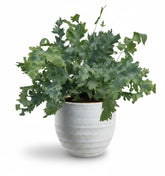 Phlebodium Davana – Fougère bleutée élégante - Verdeia