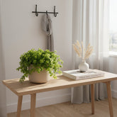 Pilea depressa — Aluminium Plant — Ø10,5 cm - Verdeia