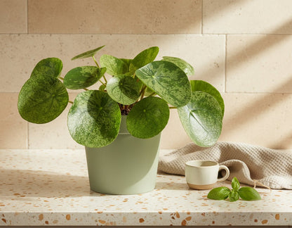Pilea ‘Mojito’ — Ø13 cm — H20 cm - Verdeia