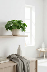 Pilea Peperomioides — Plante à monnaie chinoise - Verdeia