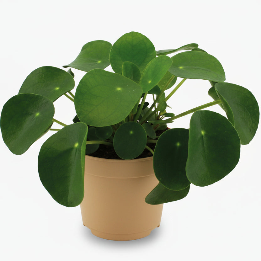 Pilea Peperomioides – Plante à monnaie chinoise - Verdeia