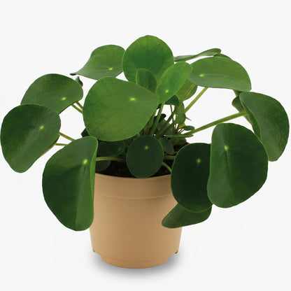 Pilea Peperomioides – Plante à monnaie chinoise - Verdeia