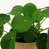 Pilea Peperomioides – Plante à monnaie chinoise - Verdeia