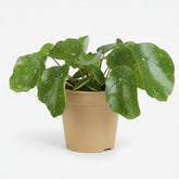 Pilea Sugar — Ø13 cm — H20 cm - Verdeia
