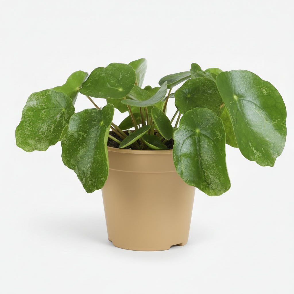 Pilea Sugar — Ø13 cm — H20 cm - Verdeia