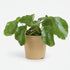 Pilea Sugar — Ø13 cm — H20 cm - Verdeia