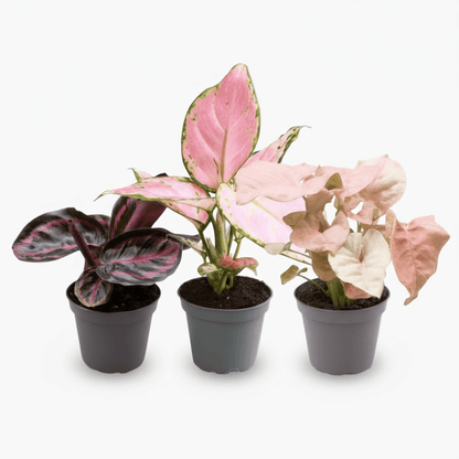 Pink is the New Green — Trio tropical - Verdeia
