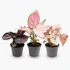 Pink is the New Green — Trio tropical - Verdeia